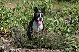 BOSTON TERRIER 016